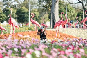 BIB: 
                            <button type="button" onclick="openModal(27344288)" class="btn btn-primary btn-sm float-right btn-popup" data-toggle="modal" data-target=".modal-high-quality">
                        <i class="fas fa-shopping-cart"></i> Add to Cart
                    </button>
                                            <button type="button" onclick="isThisMe(27344288, true)" class="btn btn-success btn-sm float-right btn-popup btn-isme hidden" data-toggle="tooltip" data-placement="bottom" title="นี่คือรูปของคุณใช่ไหม คลิกที่นี่เพื่อเอาเข้าอัลบั้ม">
                        <i class="fas fa-plus"></i> Add to album
                    </button>
                    <button type="button" onclick="isThisMe(27344288, false)" class="btn btn-warning btn-sm float-right btn-popup btn-isnotme hidden">
                        <i class="fas fa-ban"></i> Remove from album
                    </button>